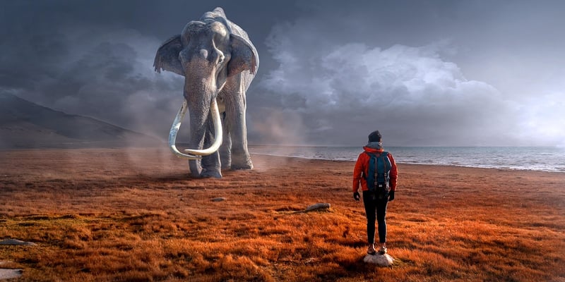 Nature Encounters